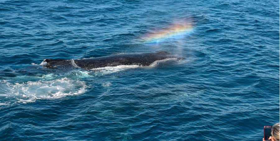 Mooloolaba: Whale Watching Cruise - The crew makes a real difference