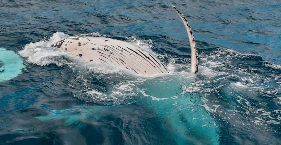Mooloolaba: Whale Watching Cruise - When to go for the best chance