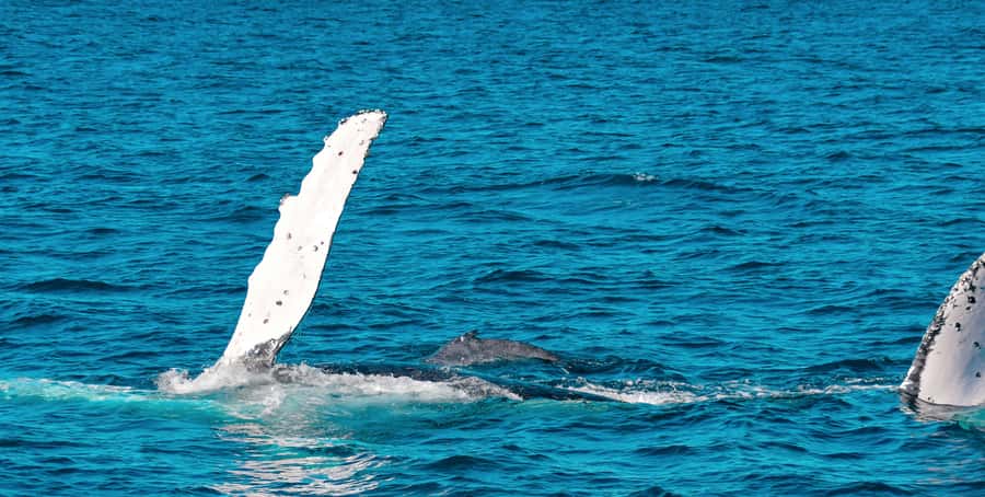 Mooloolaba: Whale Watching Cruise - The fast ride along the Sunshine Coast