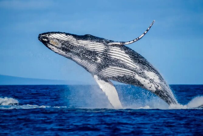 Mooloolaba Whale Watching – Small Group Tour - Mudjimba Island adds a touch of mystery