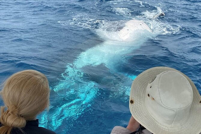 Mooloolaba Whale Watching – Small Group Tour - The whale sightings can be genuinely exciting