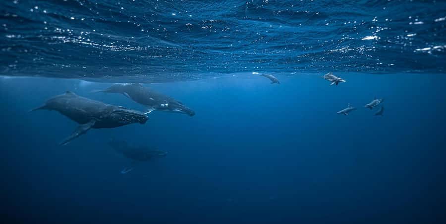 Moorea 4H Shared Boat Tour Whale Swimming and Snorkeling - What this Moorea boat trip is really like