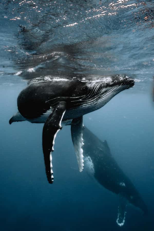 Moorea 4H Shared Boat Tour Whale Swimming and Snorkeling - Crossing Moorea’s turquoise water