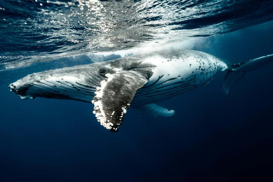 Moorea 4H Shared Boat Tour Whale Swimming and Snorkeling - Swimming with whales responsibly