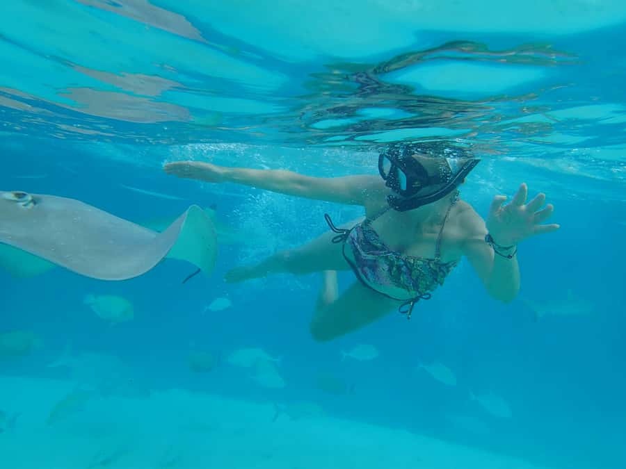 Moorea 4H Shared Boat Tour Whale Swimming and Snorkeling - Lagoon stops with rays, sharks, turtles, and fish