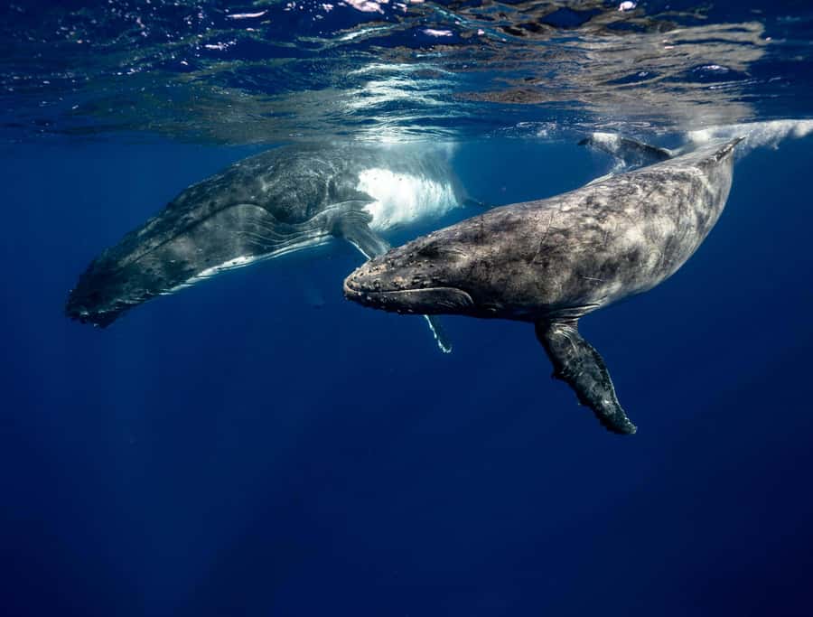 Moorea 4H Shared Boat Tour Whale Swimming and Snorkeling - Fruit, drinks, and the practical comforts