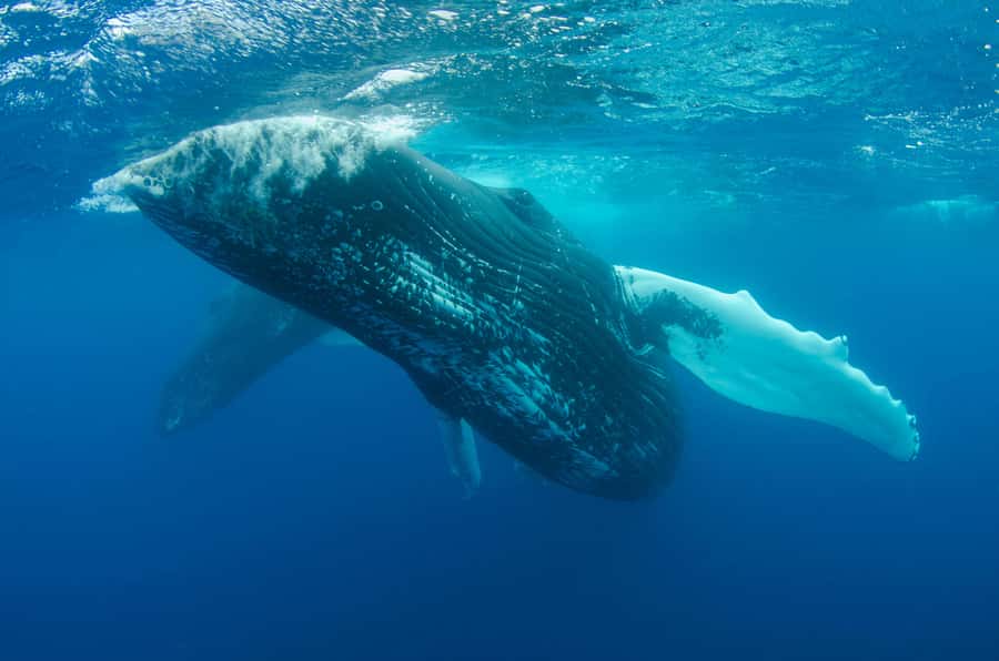 Moorea 4H Shared Boat Tour Whale Swimming and Snorkeling - Is $259 a fair price?
