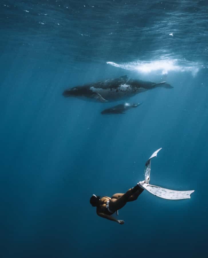 Moorea 4H Shared Boat Tour Whale Swimming and Snorkeling - Who should book this outing?