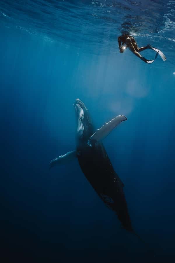 Moorea 4H Shared Boat Tour Whale Swimming and Snorkeling - Meeting the boat in Paopao or at your hotel