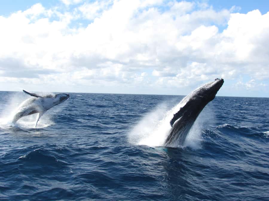 Moreton Island: Tangalooma Day Trip & Whale Watching Cruise - A whale-focused day from Brisbane
