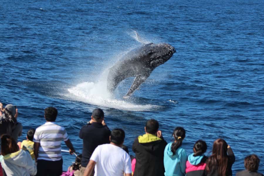Moreton Island: Tangalooma Day Trip & Whale Watching Cruise - What the schedule feels like in real life