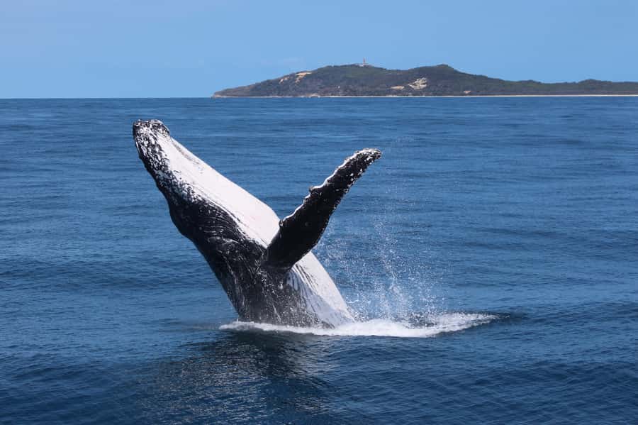 Moreton Island: Tangalooma Day Trip & Whale Watching Cruise - Moreton Island from the water