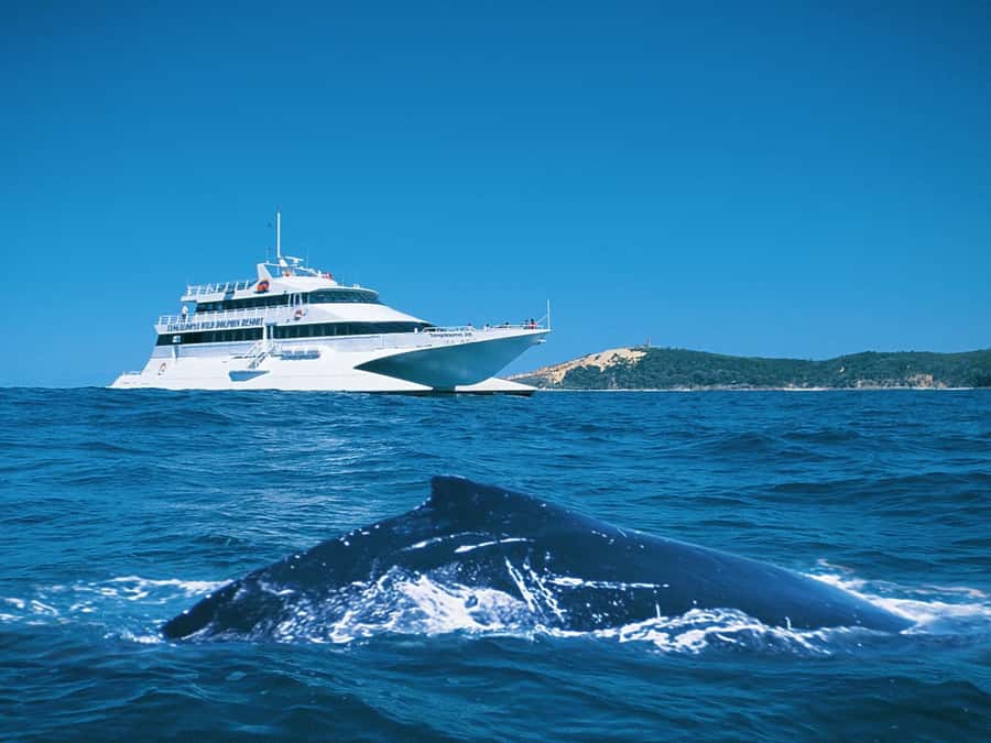 Moreton Island: Tangalooma Whale Watching & Dolphin Feeding - Key points to know before booking