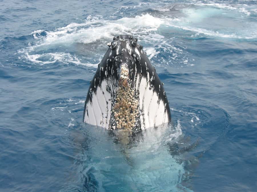 Moreton Island: Tangalooma Whale Watching & Dolphin Feeding - The 75-minute ferry ride from Brisbane