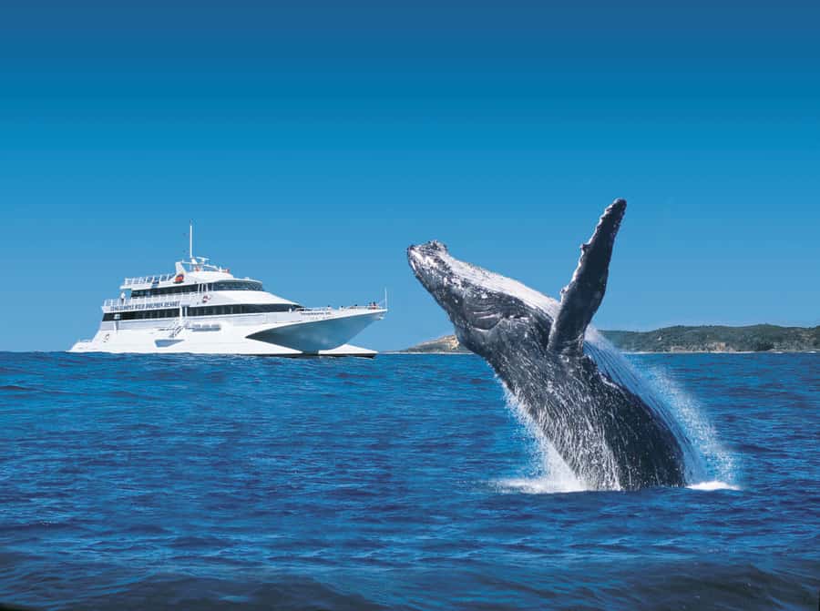 Moreton Island: Tangalooma Whale Watching & Dolphin Feeding - Three hours on the whale-watching catamaran