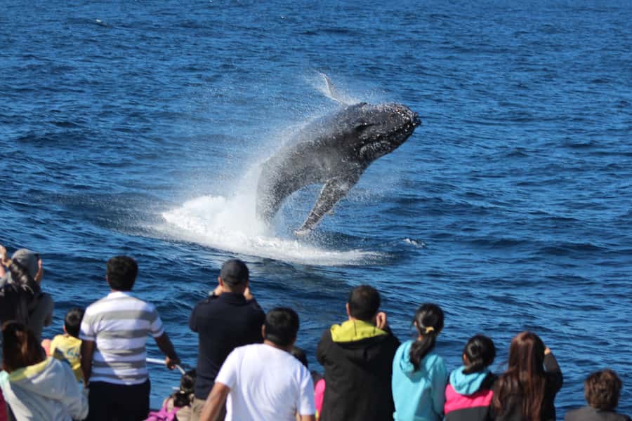 Moreton Island: Tangalooma Whale Watching & Dolphin Feeding - What the $162 price includes