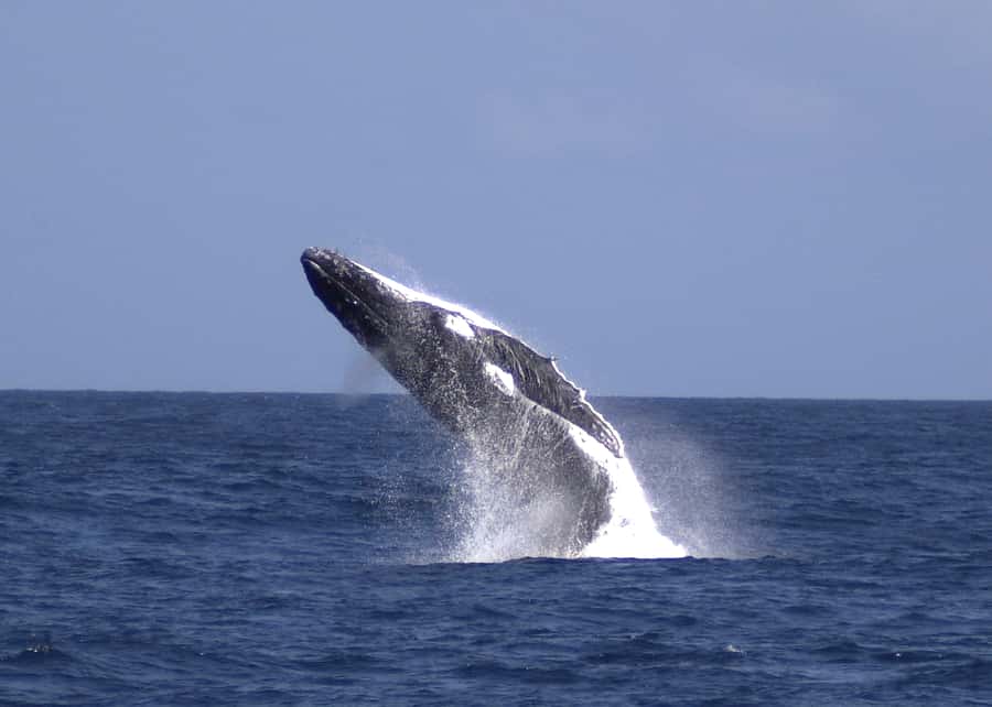 Moreton Island: Tangalooma Whale Watching & Dolphin Feeding - Free time at Tangalooma Island Resort