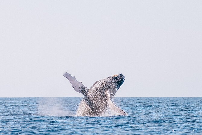 Morning Whale Watch: Lahaina Harbor - Coffee, Pastries, and a Fruit Platter