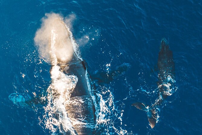 Morning Whale Watch: Lahaina Harbor - Weather, Cancellations, and Planning Your Day