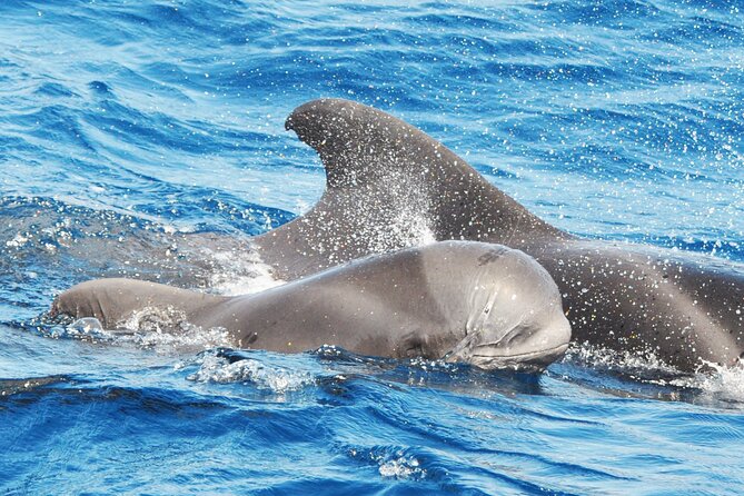 Morro Jable: 2 Hours Magic Dolphin & Whale watching with Drinks & Swim Stop. - Key points before you book