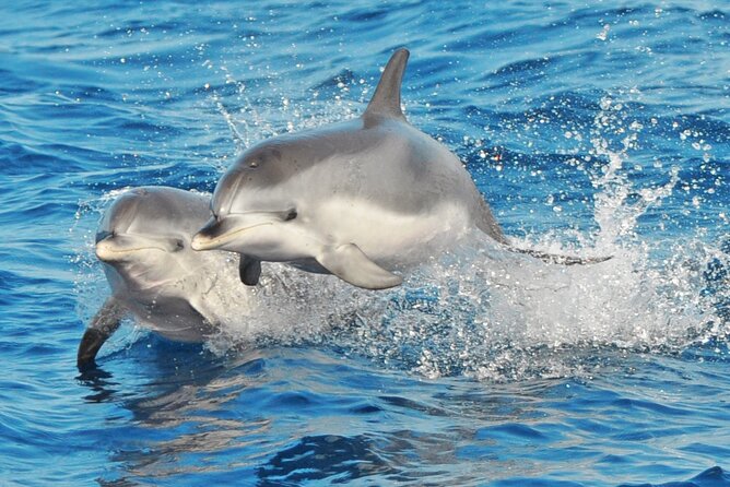 Morro Jable: 2 Hours Magic Dolphin & Whale watching with Drinks & Swim Stop. - Setting out from Morro Jable harbor