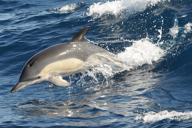 Morro Jable: 2 Hours Magic Dolphin & Whale watching with Drinks & Swim Stop. - A fast boat, not always a calm cruise