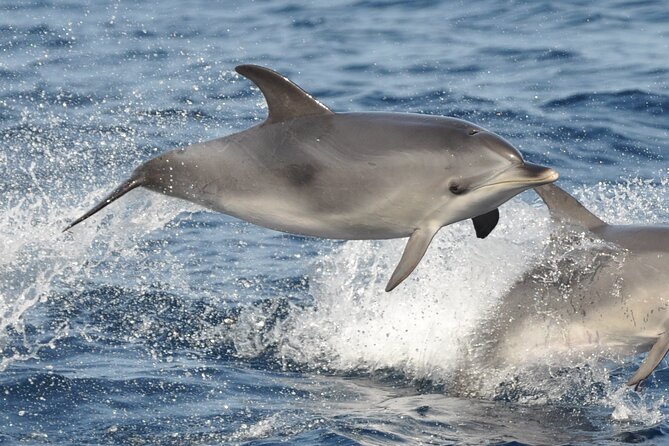 Morro Jable: 2 Hours Magic Dolphin & Whale watching with Drinks & Swim Stop. - The Jandía Bay swim stop