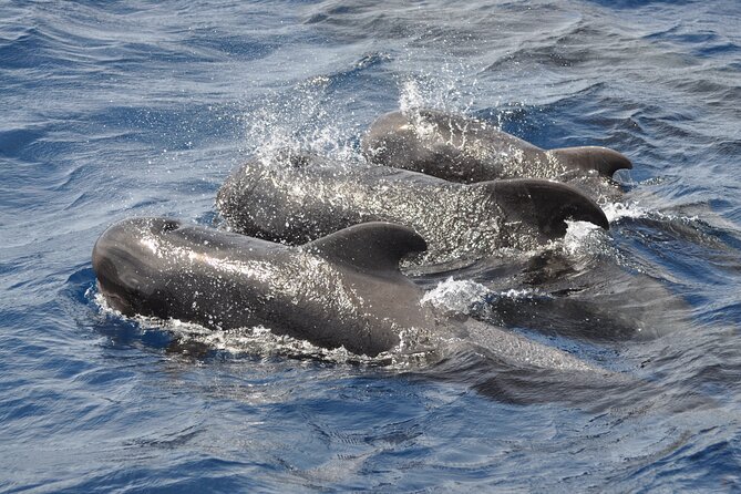 Morro Jable: 2 Hours Magic Dolphin & Whale watching with Drinks & Swim Stop. - Is $59.13 good value?