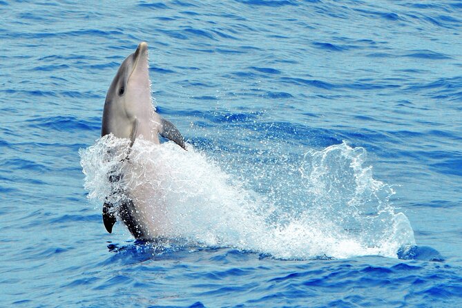 Morro Jable: 2 Hours Magic Dolphin & Whale watching with Drinks & Swim Stop. - Who will enjoy this trip most?