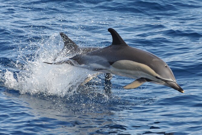 Morro Jable: 2 Hours Magic Dolphin & Whale watching with Drinks & Swim Stop. - The first 20 to 30 minutes at sea
