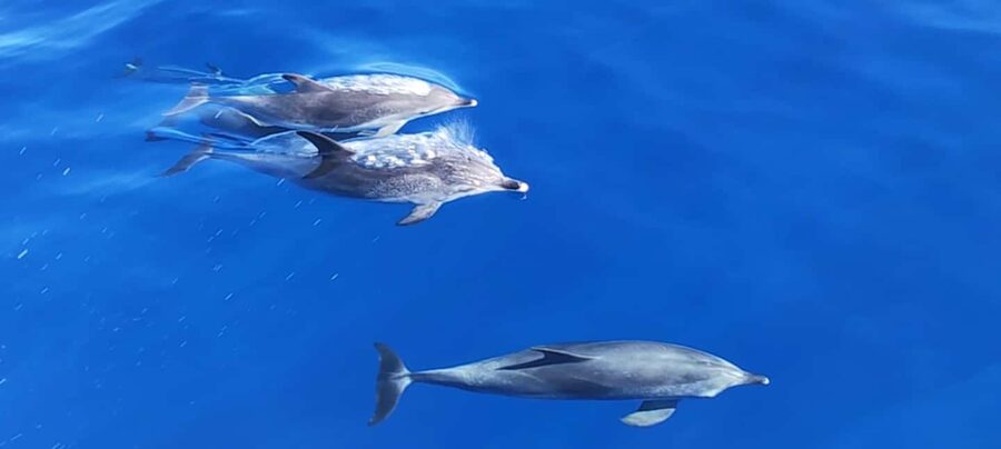 Morro Jable:Dolphin & Whale Watching Boat Tour & Snorkeling - Key points to know before booking