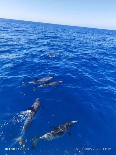 Morro Jable:Dolphin & Whale Watching Boat Tour & Snorkeling