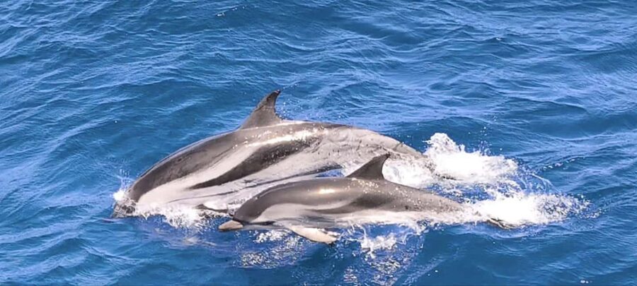 Morro Jable:Dolphin & Whale Watching Boat Tour & Snorkeling - Useful preparation for a dry return