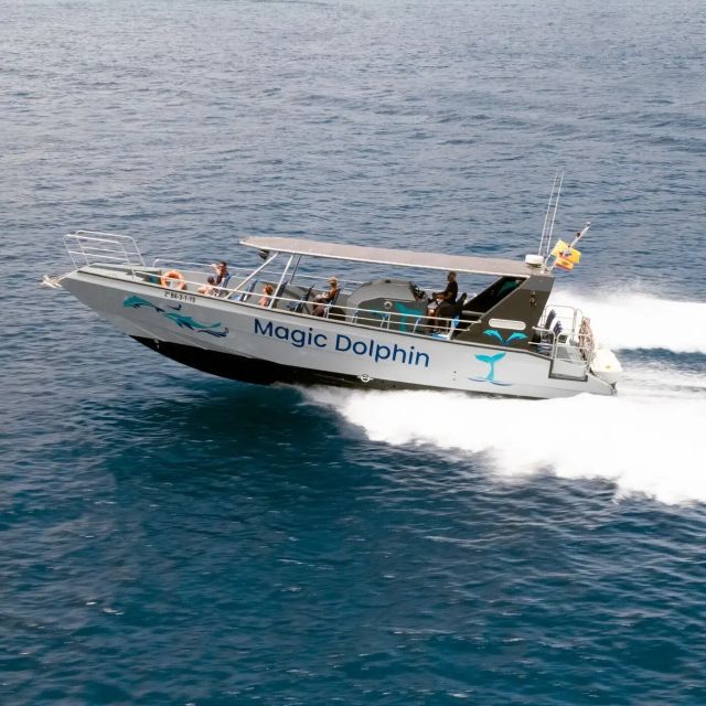 Morro Jable: Dolphin & Whale Watching Cruise, Drinks & Swim - Key Points Before You Book
