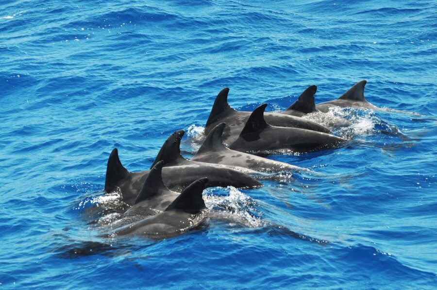 Morro Jable: Dolphin & Whale Watching Cruise, Drinks & Swim - Should You Book the Magic Dolphin Cruise?