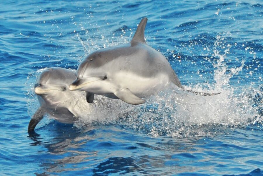 Morro Jable: Dolphin & Whale Watching Cruise, Drinks & Swim - Guides Who Make the Wildlife Easier to Understand