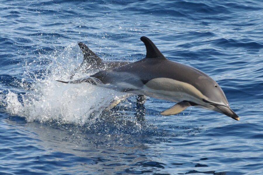 Morro Jable: Dolphin & Whale Watching Cruise, Drinks & Swim - What to Bring and What to Know
