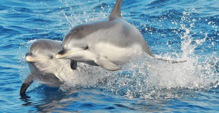 Morro Jable: Dolphin & Whale Watching Cruise, Drinks & Swim - Searching the Waters Off Fuerteventura