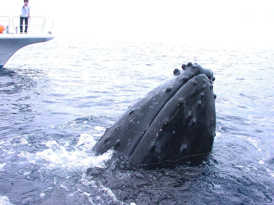 Naha:Kerama Island Experience Dive/Snorkeling/Whale Watching - Key points to know before booking
