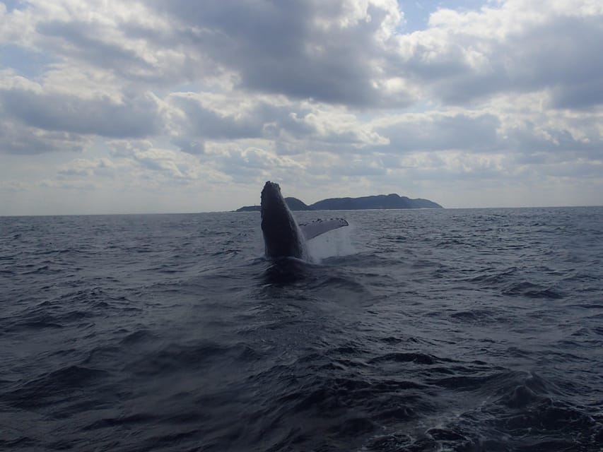 Naha:Kerama Island Experience Dive/Snorkeling/Whale Watching - Whale watching between January 12 and March