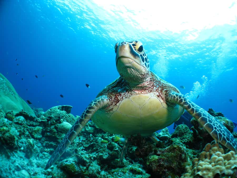 Naha:Kerama Island Experience Dive/Snorkeling/Whale Watching - Lunch, shaved ice, and the small extras