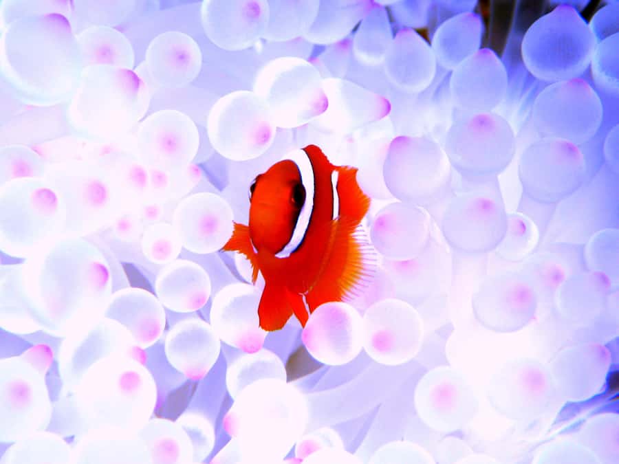 Naha:Kerama Island Experience Dive/Snorkeling/Whale Watching - Who should book this experience