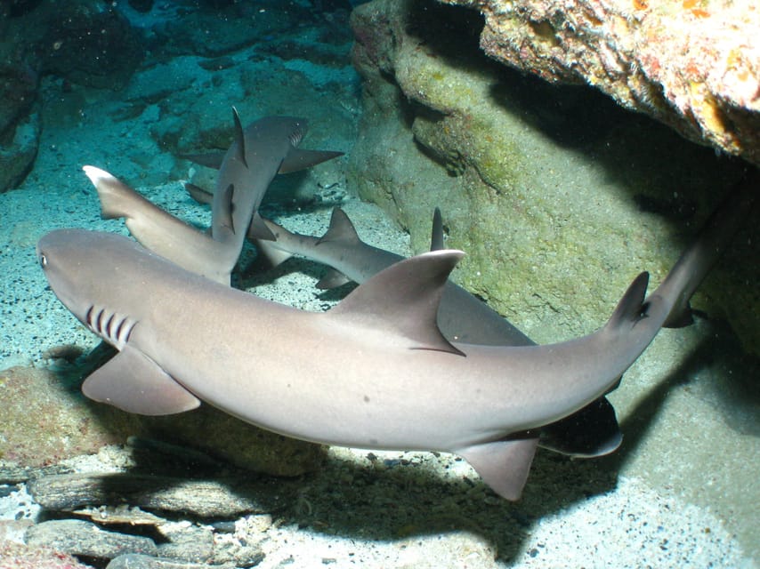 Naha:Kerama Islands 2 Fun Dive/Whale watching Limited time - Leaving Naha for the Kerama Islands
