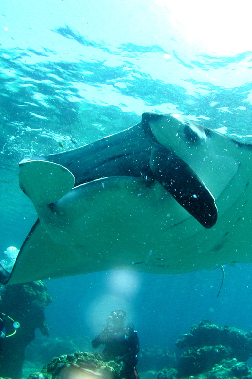 Naha:Kerama Islands 2 Fun Dive/Whale watching Limited time - What the two or three sites offer