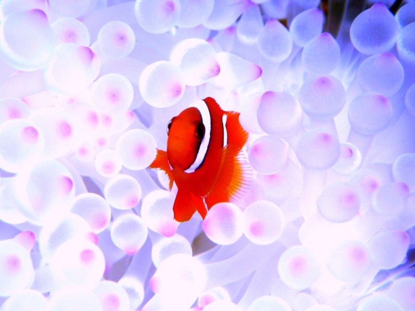 Naha:Kerama Islands 2 Fun Dive/Whale watching Limited time - Equipment, staff, and comfort on board