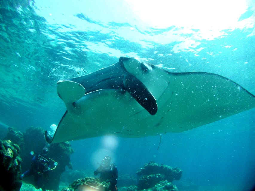Naha:Kerama Islands 2 Fun Dive/Whale watching Limited time - Practical tips for a smoother day