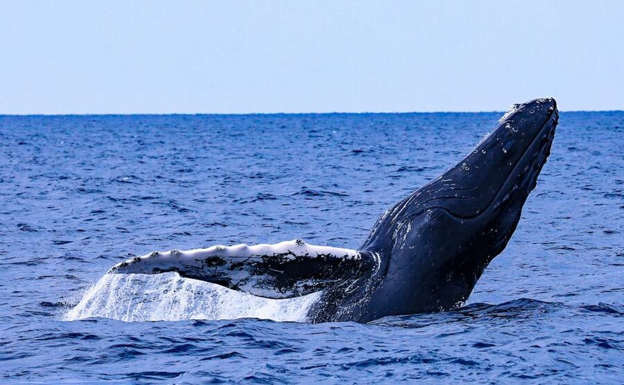Naha, Okinawa: Kerama Islands Half-Day Whale Watching Tour - Quick takeaways for your Okinawa plans