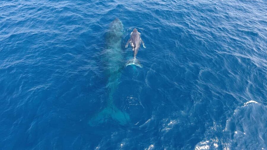 Naha, Okinawa: Kerama Islands Half-Day Whale Watching Tour - The price: strong value, with a clear gamble