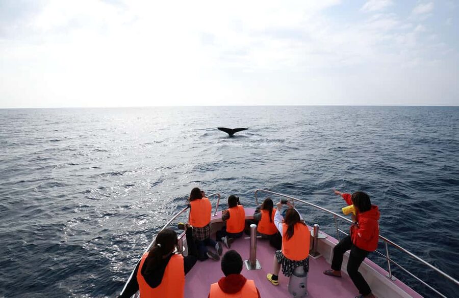 Naha, Okinawa: Kerama Islands Half-Day Whale Watching Tour - My verdict on this Naha whale trip