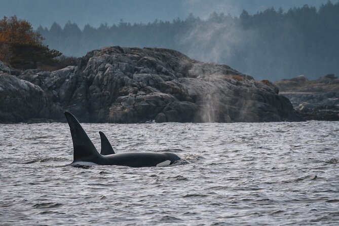 Nanaimo Whale Watching in a Semi-Covered Boat - Key things to know before you book